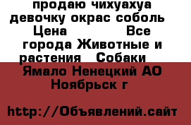 продаю чихуахуа девочку,окрас соболь › Цена ­ 25 000 - Все города Животные и растения » Собаки   . Ямало-Ненецкий АО,Ноябрьск г.